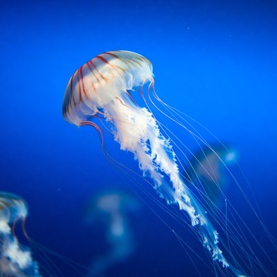 Striped Jellyfish Swimming in Blue Water