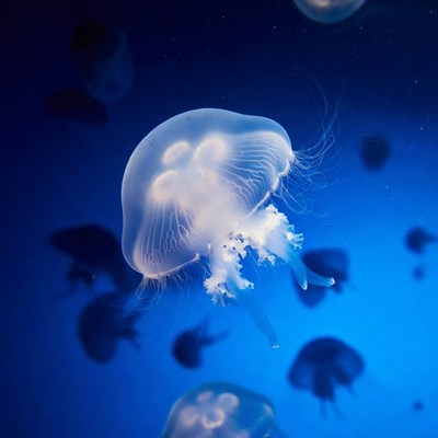 Translucent Jellyfish in Dark Blue Water