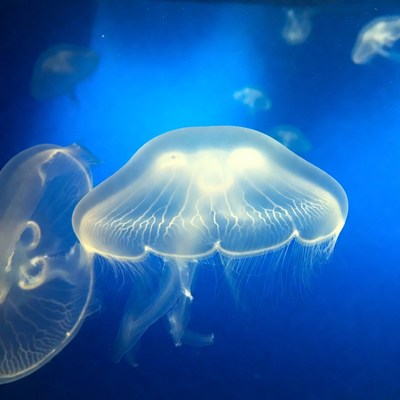 Jellyfish floating in blue water