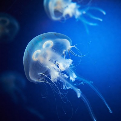 Glowing Jellyfish in Blue Water