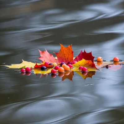 Autumn leaves and berries on water