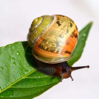 Snail on green leaf