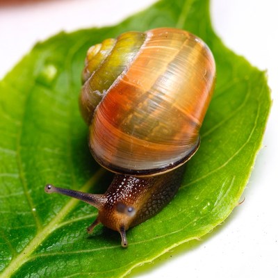 Snail on green leaf