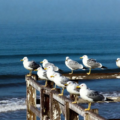Seagulls perched on beach pier