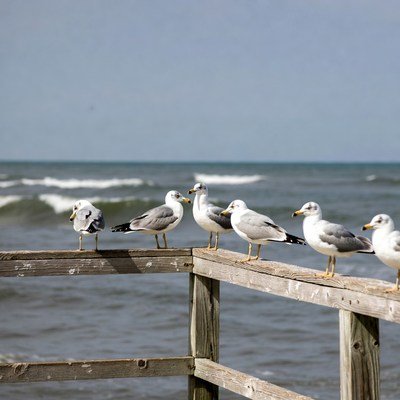 Seagulls perched on wooden pier railing