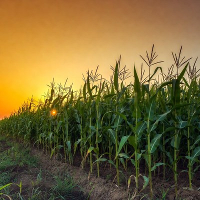 Corn Field at Sunset