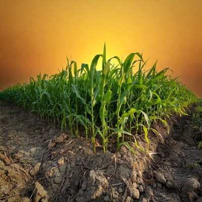 Corn Field at Sunset
