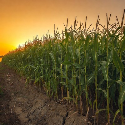 Corn Field at Sunset