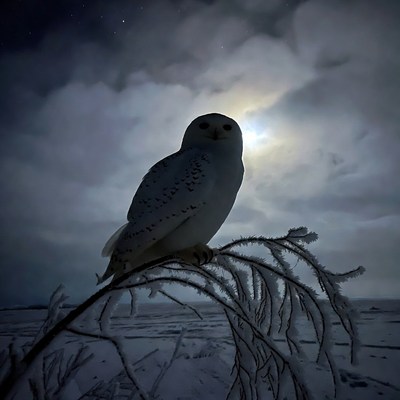 Snowy Owl Perched on Frosty Branch