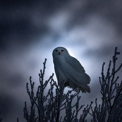 Snowy Owl Perched on Branches at Night