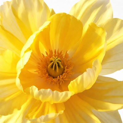 Yellow Poppy Flower Closeup