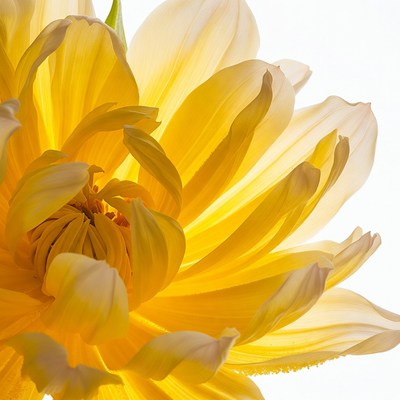 Yellow Dahlia Flower Closeup