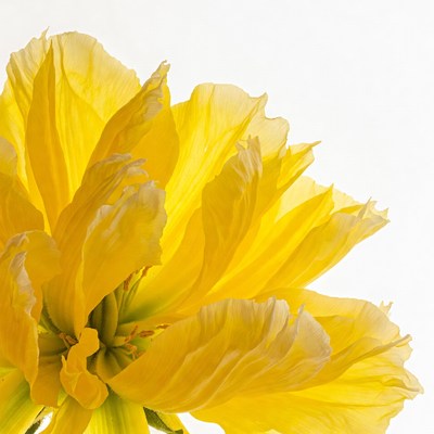 Yellow Poppy Flower Closeup