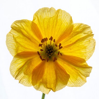 Yellow Flower on White Background