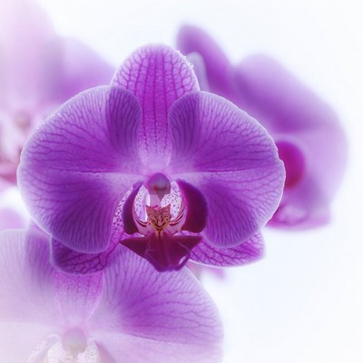 Purple Orchid Flower Closeup