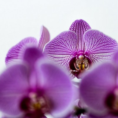 Purple Phalaenopsis Orchids Close-Up