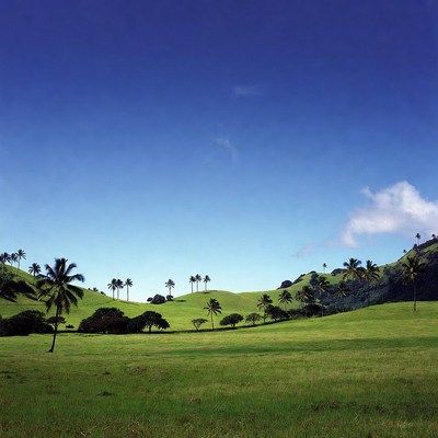 Palm Trees on Green Hills
