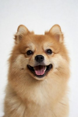 Smiling Pomeranian on white background
