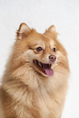 Smiling Pomeranian dog on white background
