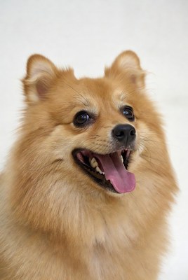 Smiling Pomeranian dog on white background
