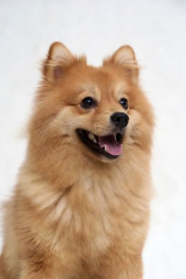 Smiling Pomeranian dog on white background