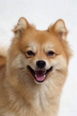 Smiling Pomeranian dog portrait