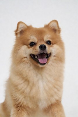 Smiling Pomeranian dog on white background