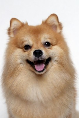 Smiling Pomeranian dog on white background