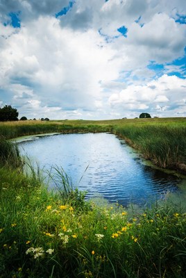 Scenic Pond with Reeds and Wildflowers