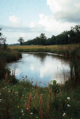 Serene river in grassy field