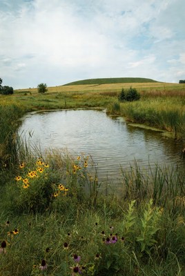 Sunflowers by Pond and Hill