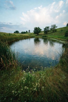 Serene Pond in Grassy Field