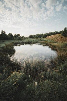 Scenic Pond with Reeds and Clouds