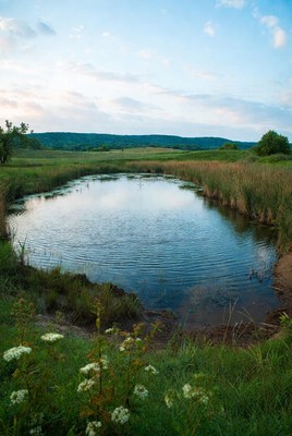 Scenic Pond in Green Meadow