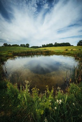 Small Pond in Green Field