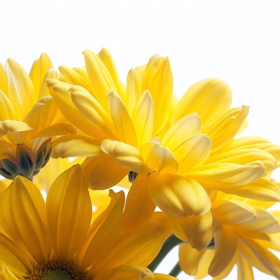 Yellow Gerbera Daisies on White Background