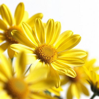 Yellow Daisies on White Background