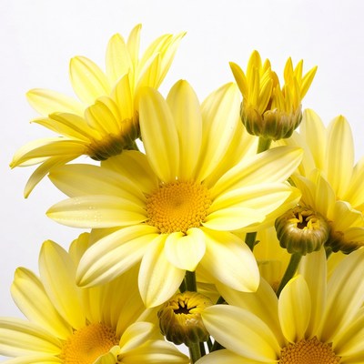 Yellow Gerbera Daisies on White Background