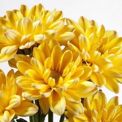 Yellow Gerbera Daisies Bouquet
