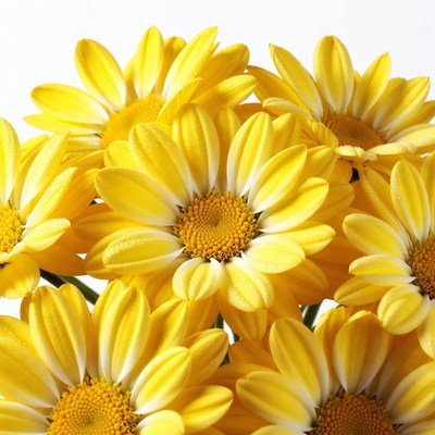 Bright yellow daisies bouquet