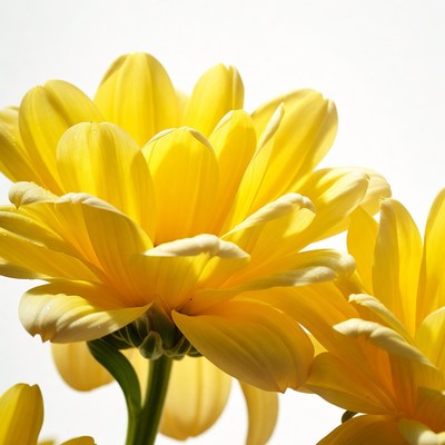 Yellow Daisy Flower on White Background