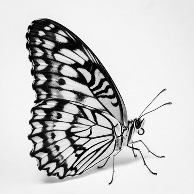 Black and White Butterfly Wings