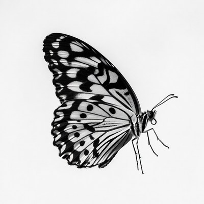 Black and white butterfly