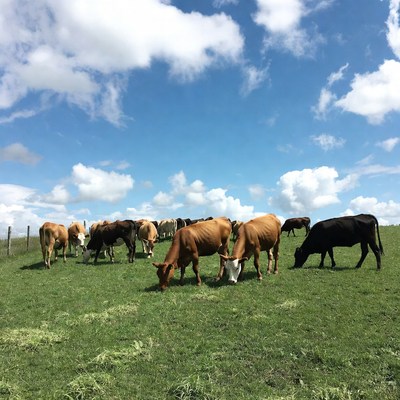 Herd of cows grazing in green pasture