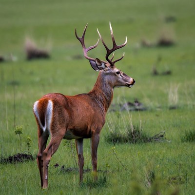 Red deer stag in green meadow