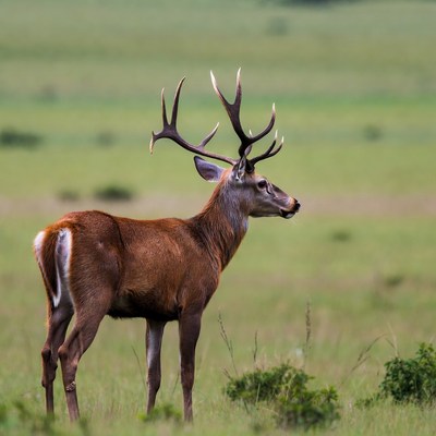 Red Deer Stag in Grass Field