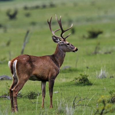 Mule Deer Standing in Grassland