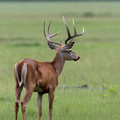 Buck with large antlers in green field