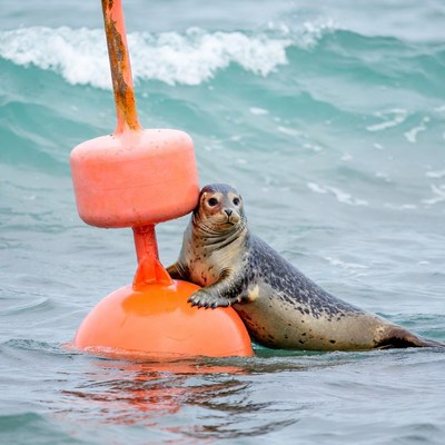 Seal resting on red buoy