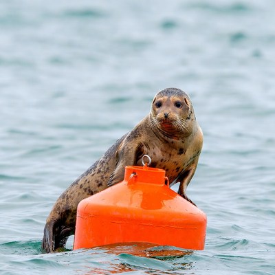 Seal perched on orange buoy